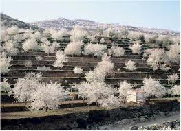 Valle del Jerte. El espectáculo de los cerezos en flor