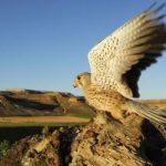 Birdwatching en España | Lugares de interés para la observación de aves